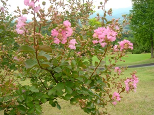 花DSC03833.JPG