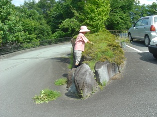 草取り