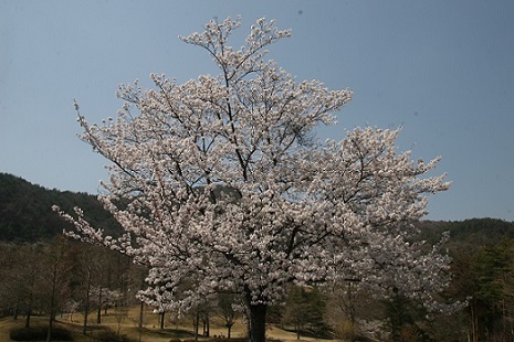 スタートテラス桜.JPG